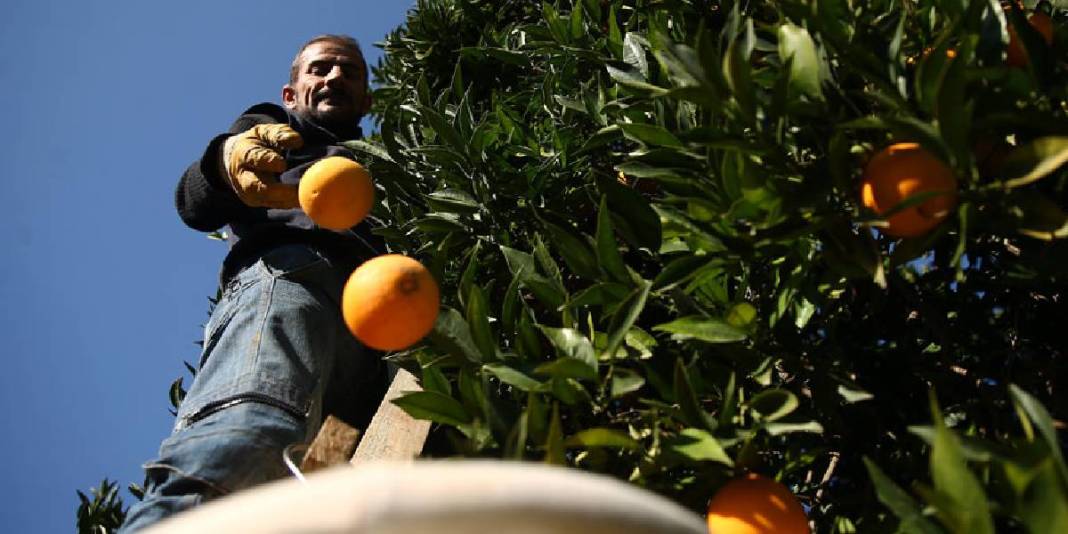 Sabah mesai başlıyor, tek tek toplanıyor! Kilosu 15 TL: Günlük ürün 500 tonu geçiyor 4